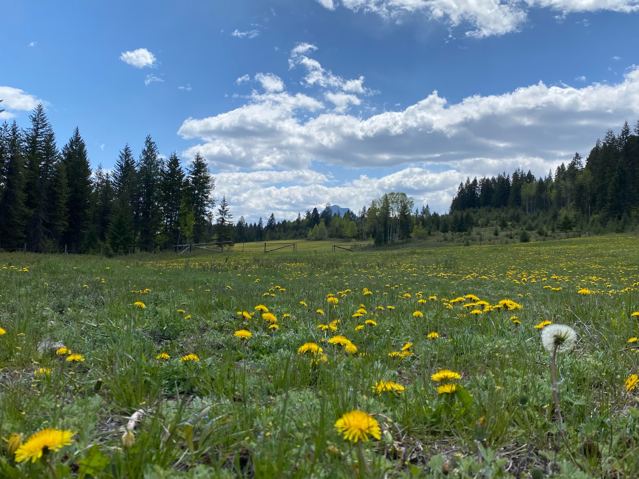 Spring meadow and forest beneath the mountains